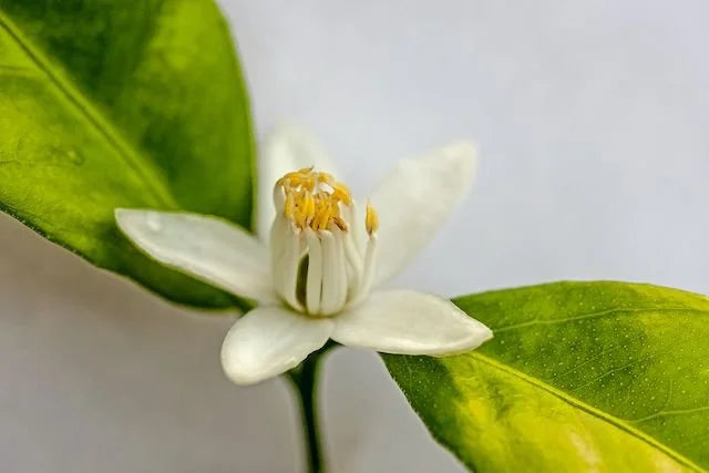 BeautyVeda Spezialbehandlung Phytopeeling